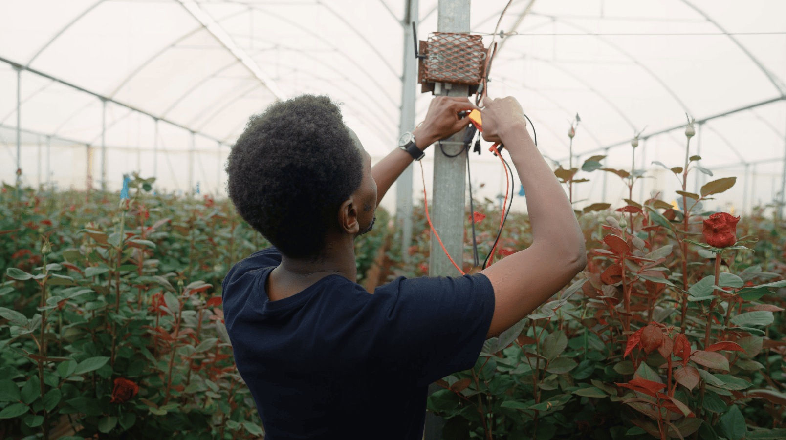 AI Predictive Models